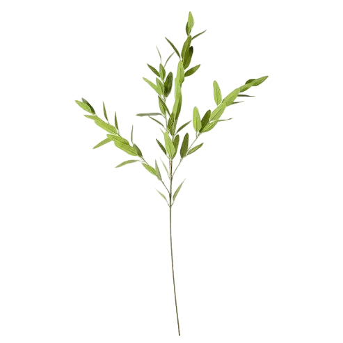 Willow Eucalyptus