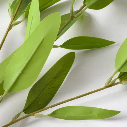 Willow Eucalyptus