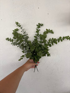 EUCALYPTUS | BUNDLE | 2 STESMS