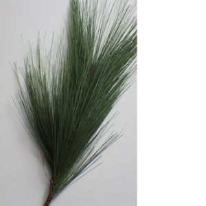 LONG NEEDLE PINE | STEM M