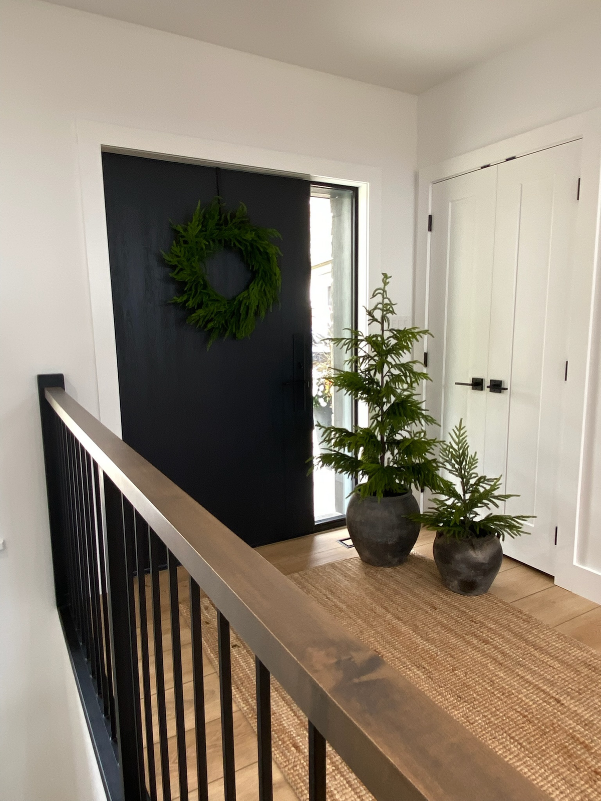 NORFOLK PINE | 20" TREE