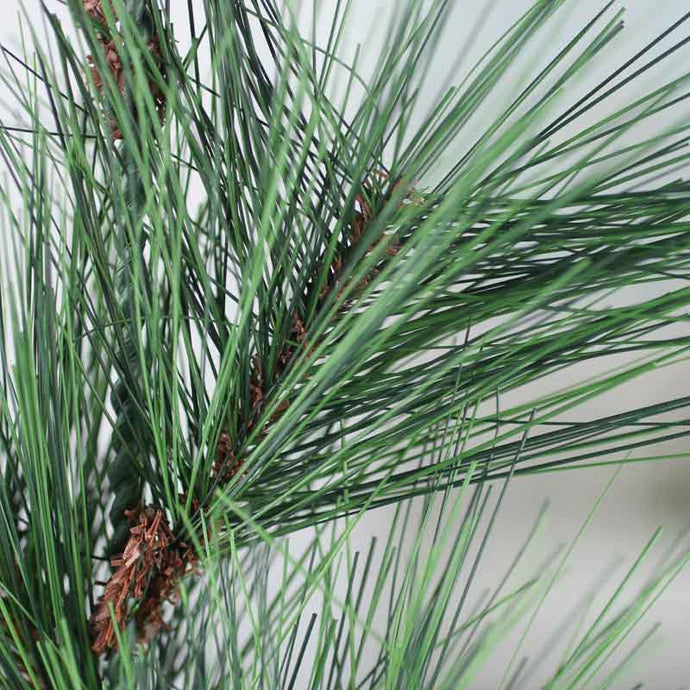 LONG NEEDLE PINE | STEM M