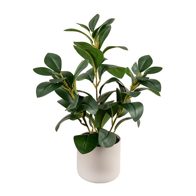 FICUS