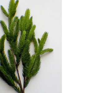 GREEN SPRUCE | STEM L