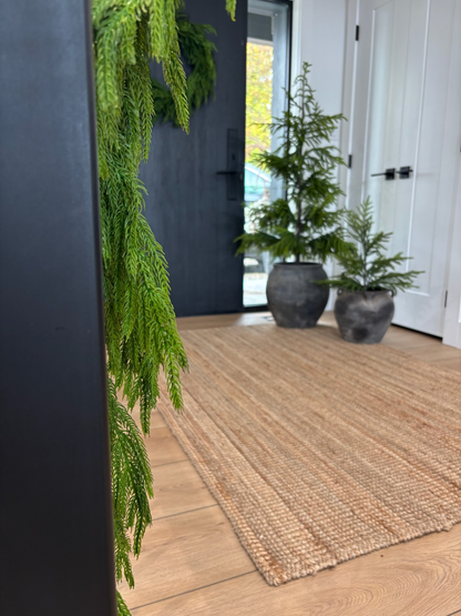 NORFOLK PINE | 20" TREE