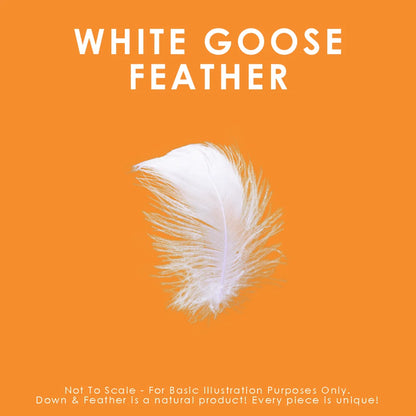 White Goose Feather