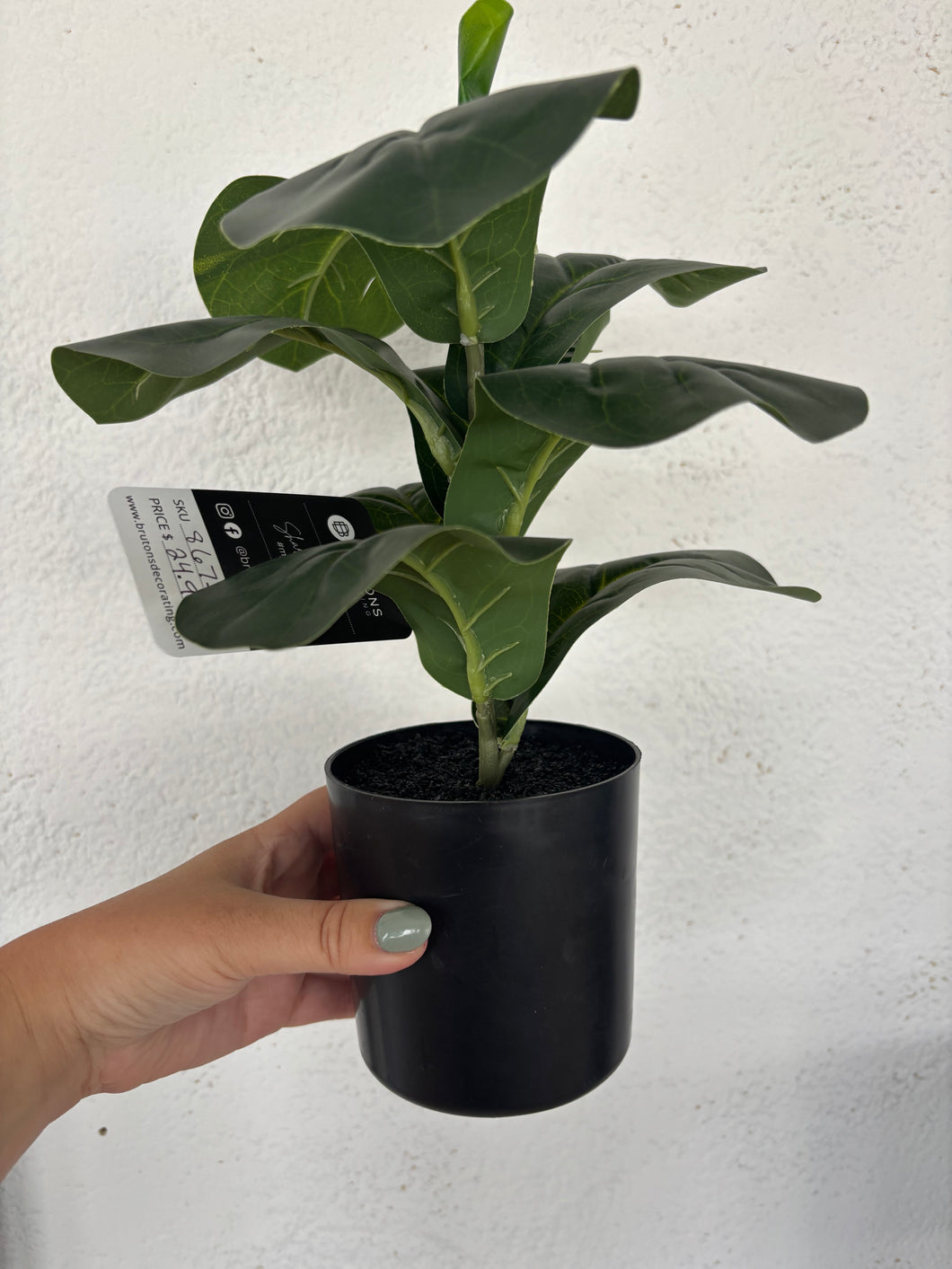 FIDDLE LEAF FIG - small tear