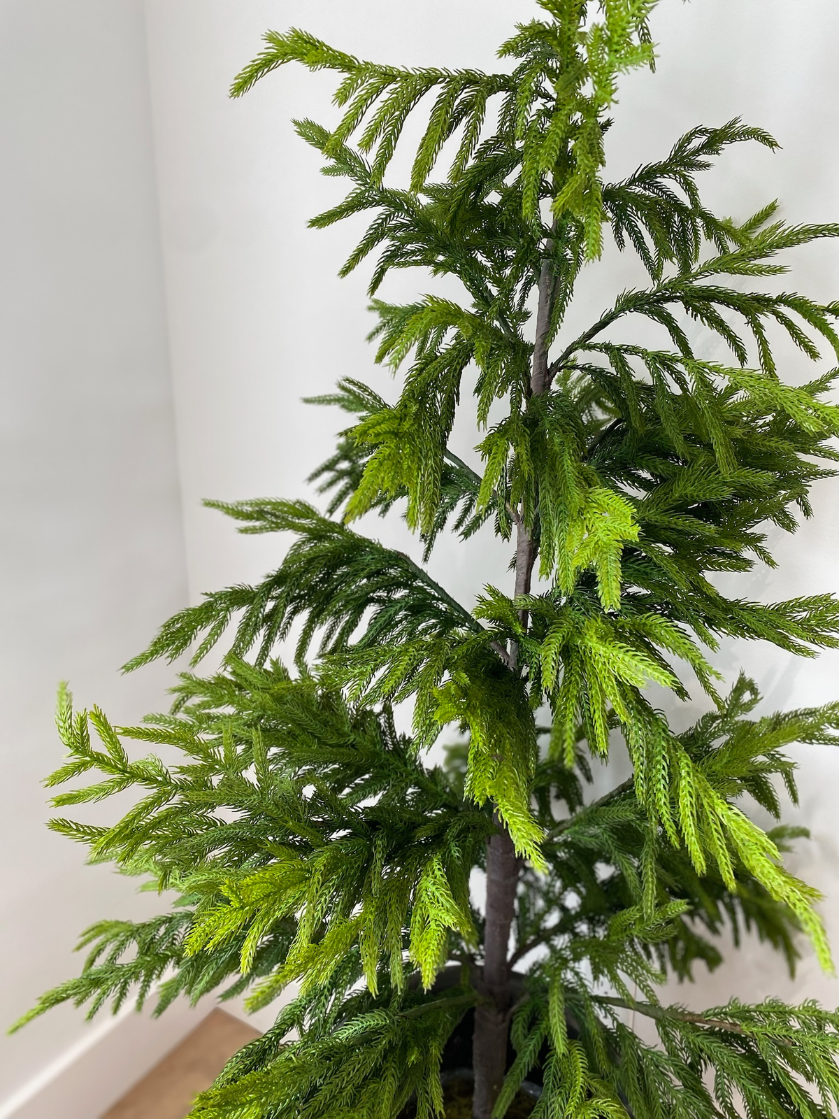 NORFOLK PINE | 20" TREE