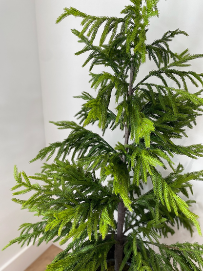 NORFOLK PINE | 20" TREE