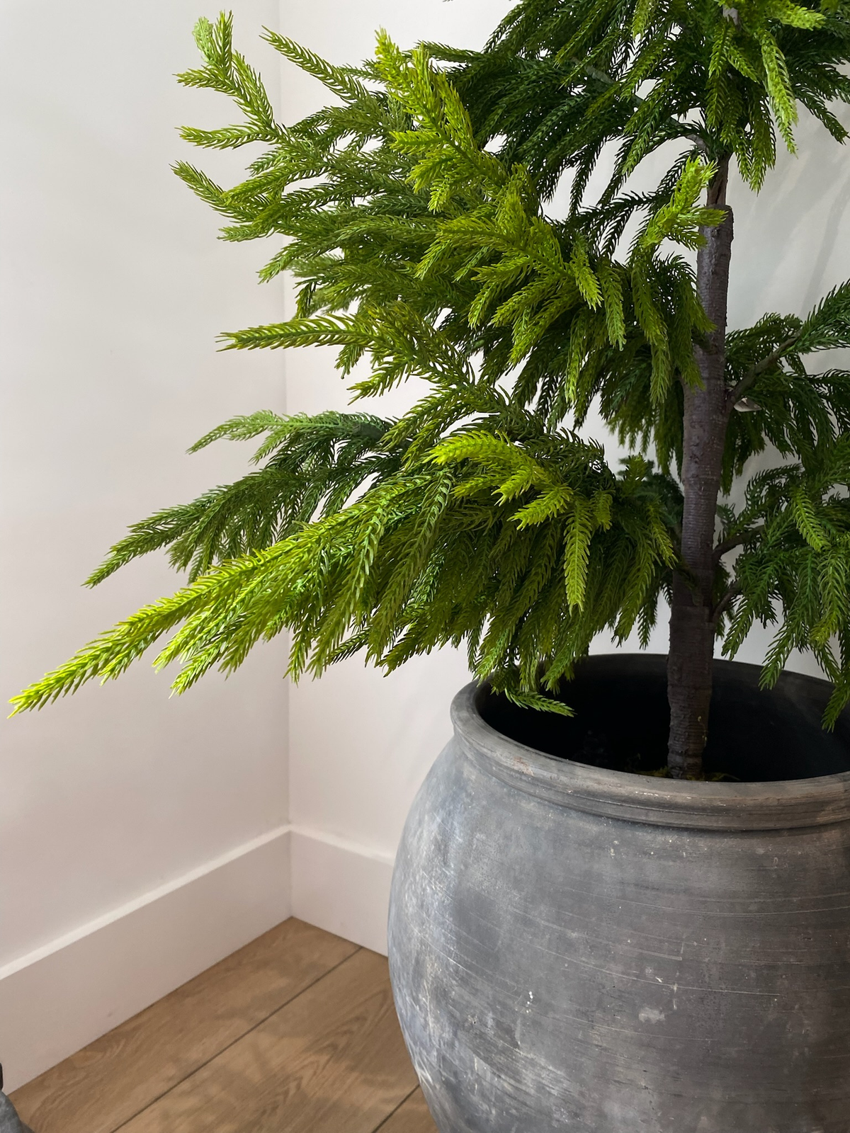 NORFOLK PINE | 20" TREE
