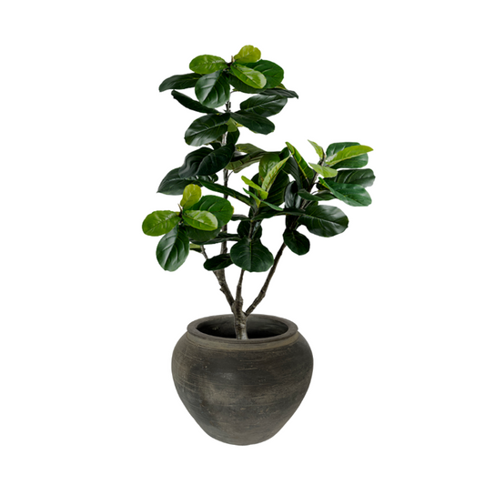 FIDDLE LEAF FIG
