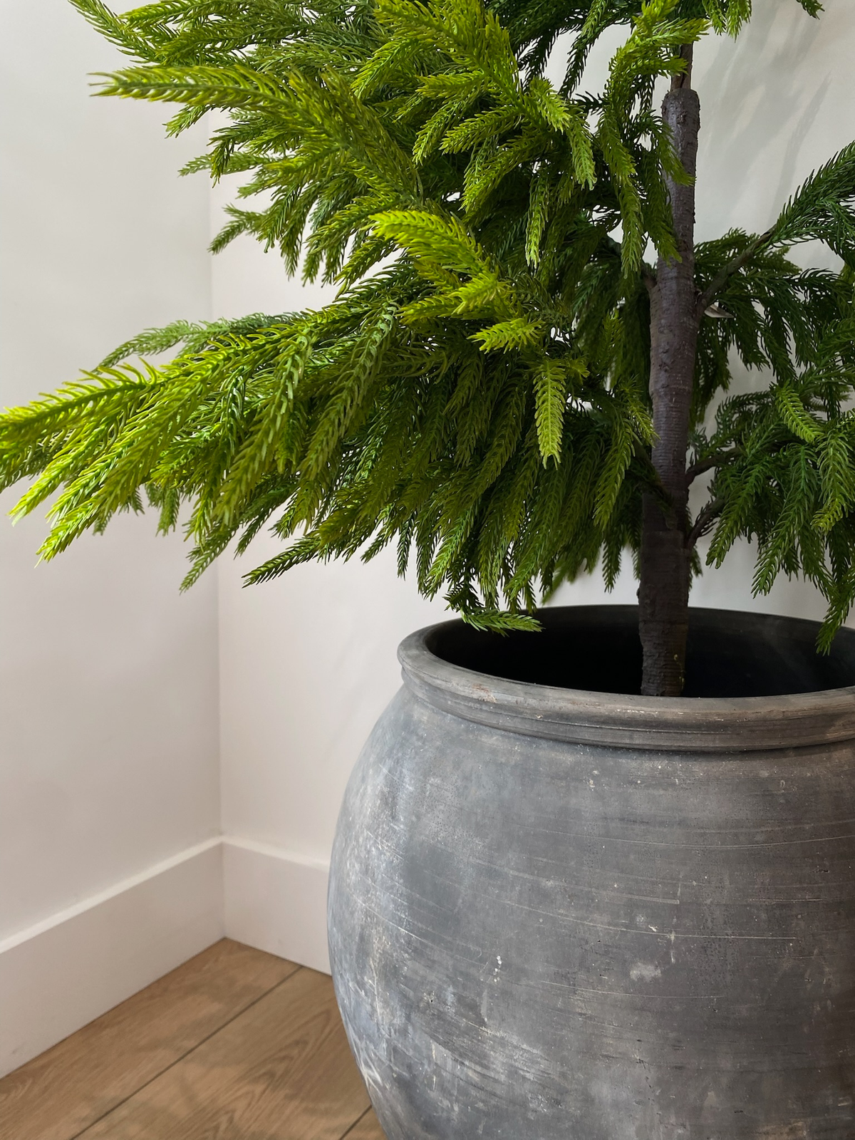 NORFOLK PINE | 26" TREE