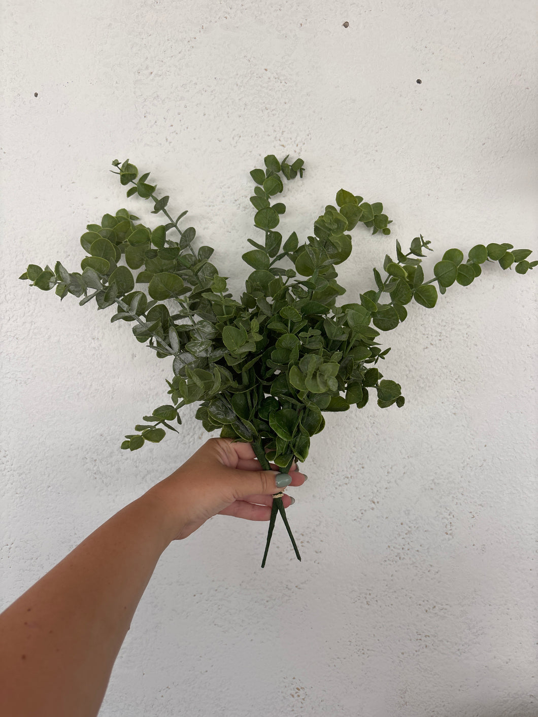 EUCALYPTUS | BUNDLE | 2 STESMS