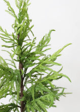 Load image into Gallery viewer, NORFOLK POTTED TREE
