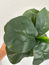 Load image into Gallery viewer, FIDDLE LEAF FIG - small tear
