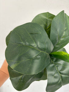 FIDDLE LEAF FIG - small tear