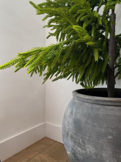NORFOLK PINE | 26" TREE