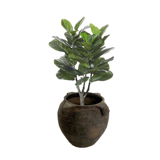 FIDDLE LEAF FIG TREE