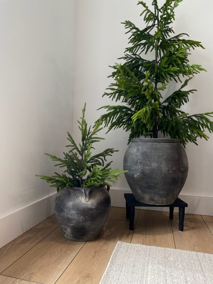 NORFOLK PINE | 26" TREE