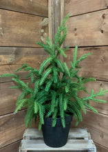 Load image into Gallery viewer, NORFOLK POTTED TREE
