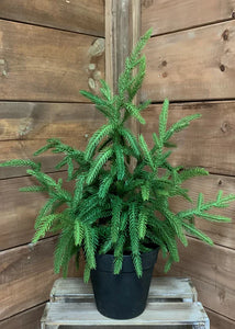 NORFOLK POTTED TREE