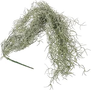 Spanish Moss | Hanging