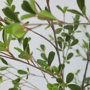 MILAN LEAF | TREE
