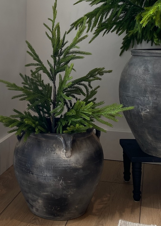 NORFOLK PINE | 26" TREE