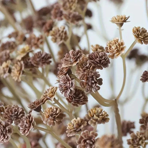 Baby’s Breath