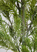 Load image into Gallery viewer, NORWAY SPRUCE BRANCH
