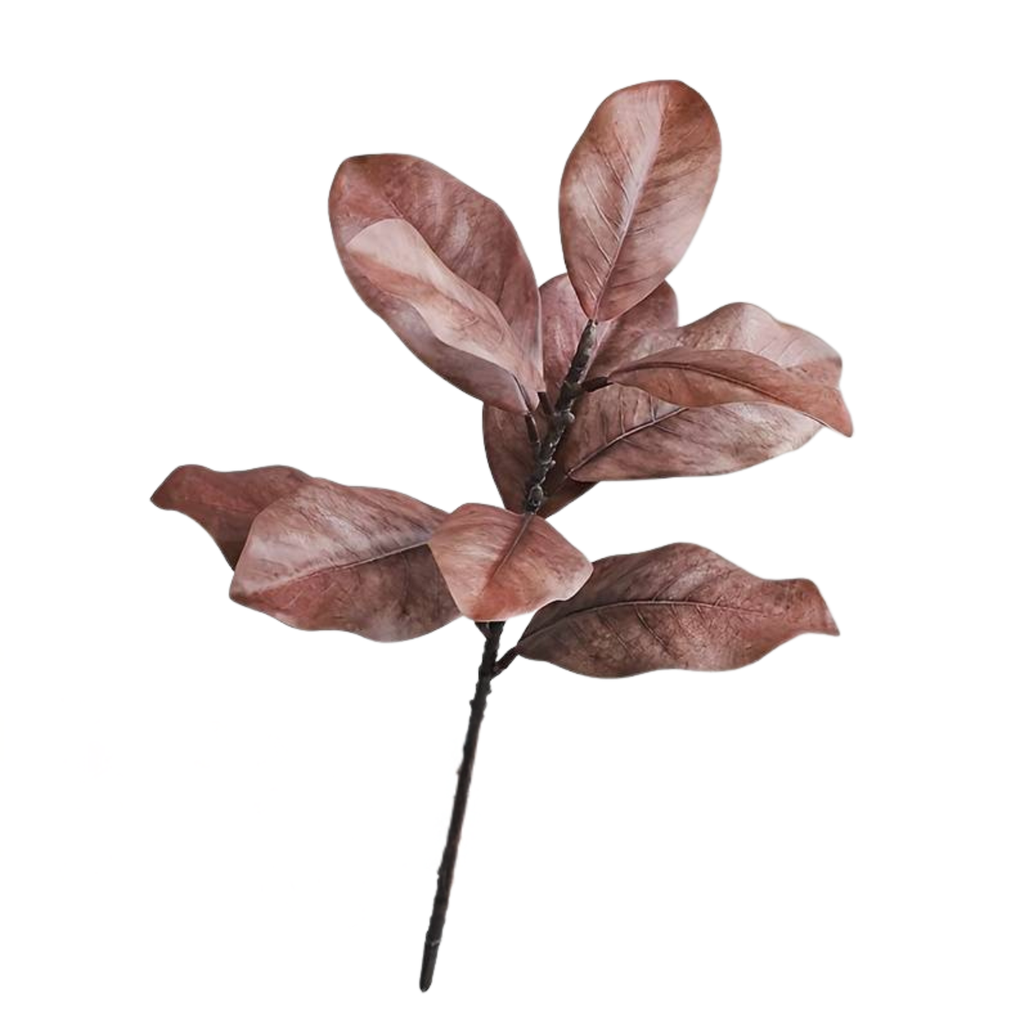MAGNOLIA | BROWN