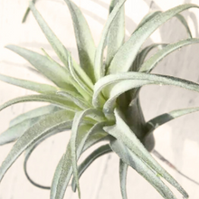 Load image into Gallery viewer, TILLANDSIA | AIR PLANT
