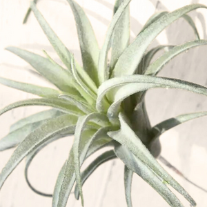 TILLANDSIA | AIR PLANT