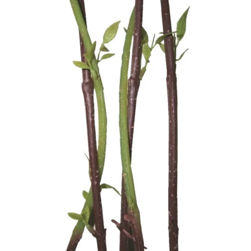 Dogwood