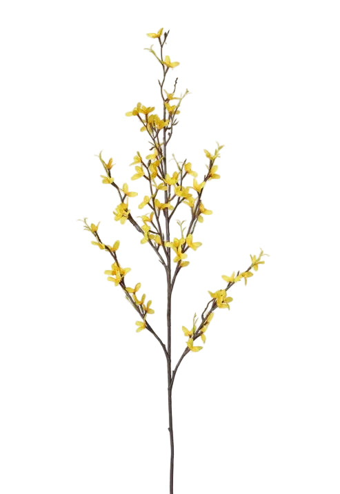 Forsythia | Yellow