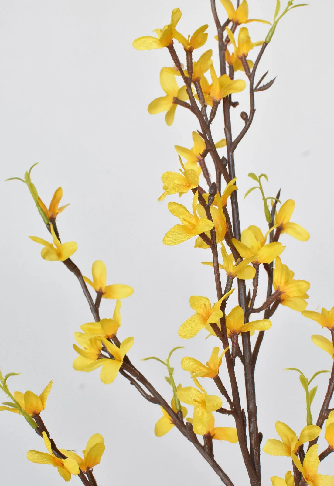 Forsythia | Yellow