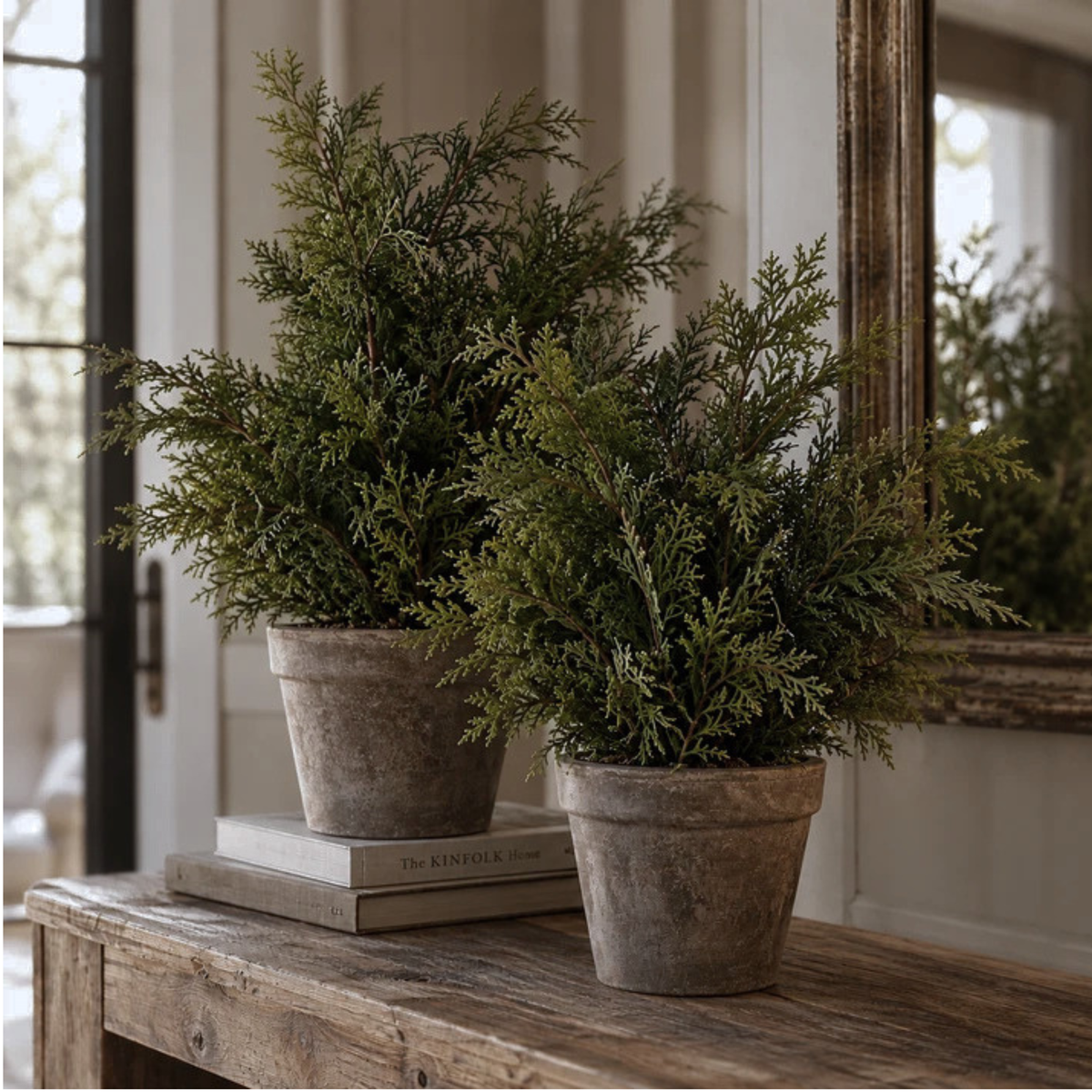 WHITE CEDAR | 24" TREE