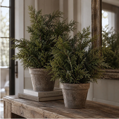 WHITE CEDAR | 24" TREE