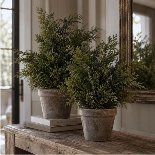WHITE CEDAR | 24" TREE