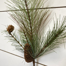 Load image into Gallery viewer, LONG NEEDLE PINE | STEM SM
