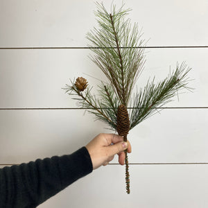 LONG NEEDLE PINE | STEM SM