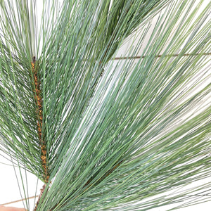 LONG NEEDLE PINE | STEM M