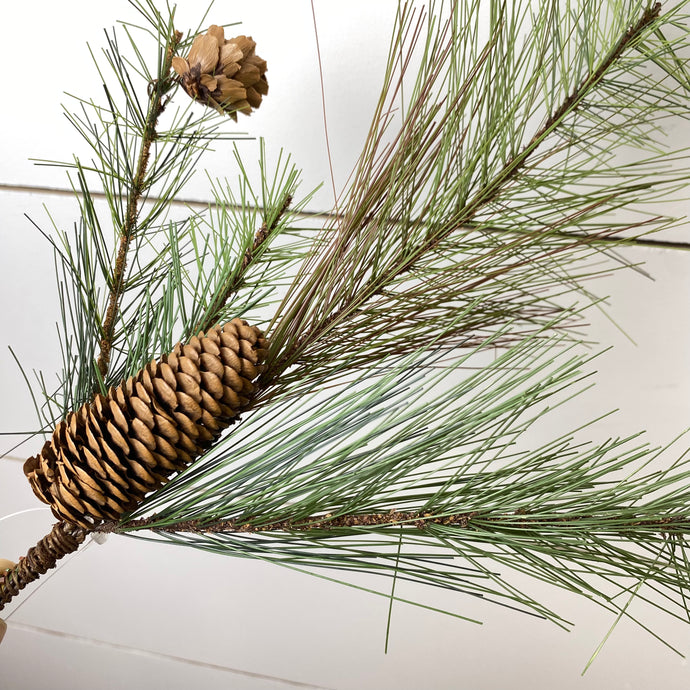 LONG NEEDLE PINE | STEM SM