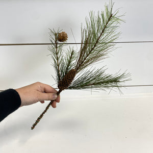 LONG NEEDLE PINE | STEM SM