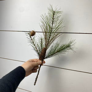 LONG NEEDLE PINE | STEM SM