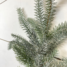 Load image into Gallery viewer, BLUE FINGER PINE | STEM SM
