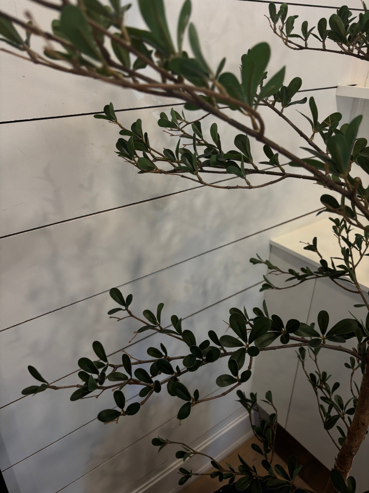 SHADY LADY | TREE