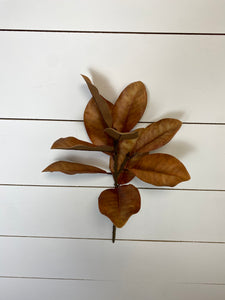 MAGNOLIA | BROWN | STEM