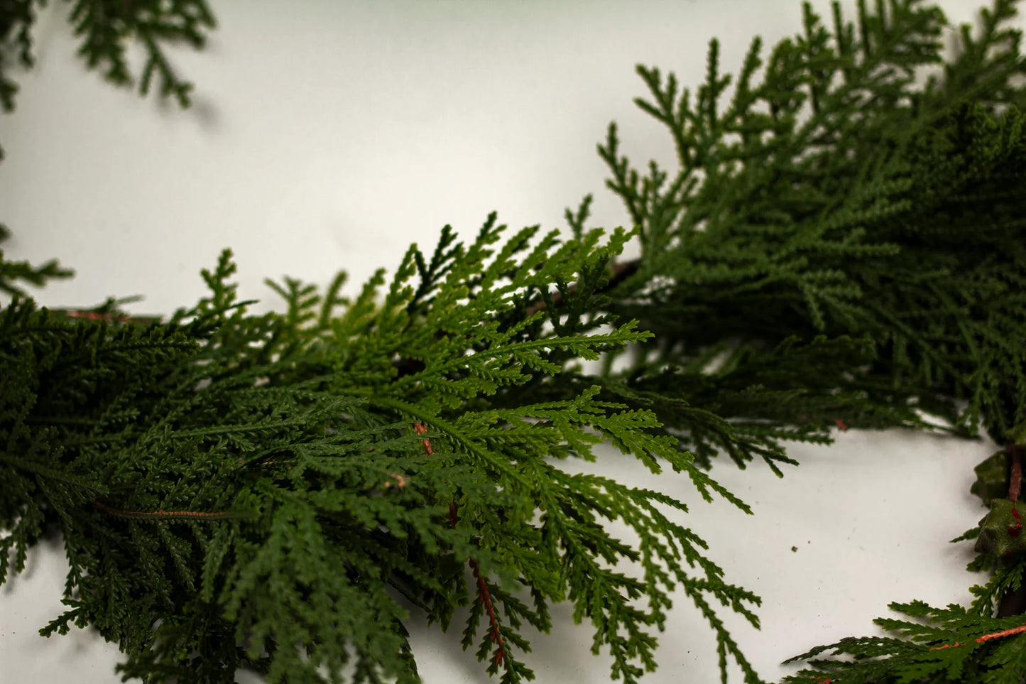WHITE CEDAR | GARLAND