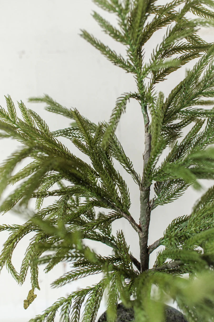NORFOLK PINE | 26" TREE